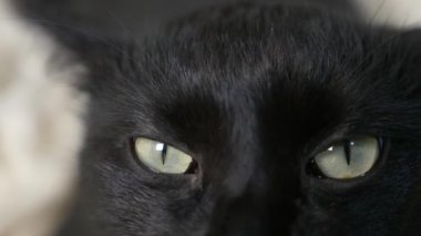 yakın çekim, 4k, yeşil gözlü siyah bir kedi.