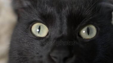 yakın çekim, 4k, yeşil gözlü siyah bir kedi.