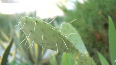 Egzotik bitkiler. Dikenli bir kaktüs close-up. 4k
