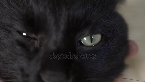 Primer plano, 4k, ojos verdes de un gato negro . — Vídeos de Stock