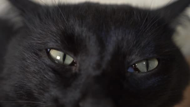 Primer plano, 4k, ojos verdes de un gato negro . — Vídeo de stock