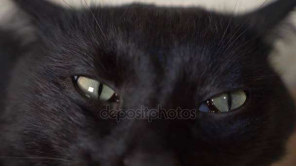 Primer plano, 4k, ojos verdes de un gato negro . — Vídeos de Stock