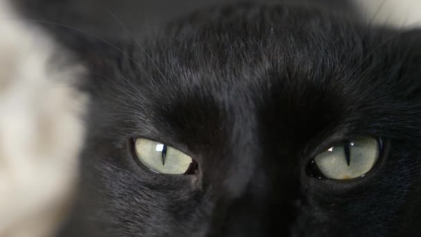 Close-up, 4k, green eyes of a black cat. — Stock Video