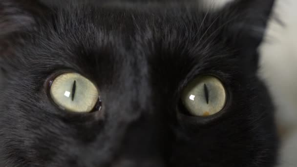 Zbliżenie 4k Zielone Oczy Czarny Kot Wideo Stockowe