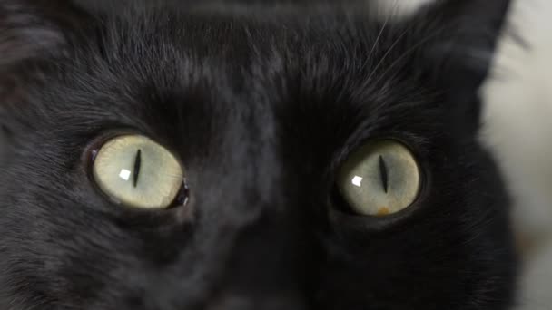 Nahaufnahme, 4k, grüne Augen einer schwarzen Katze. — Stockvideo