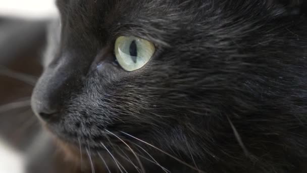 Close-up, 4k, olhos verdes de um gato preto . — Vídeo de Stock