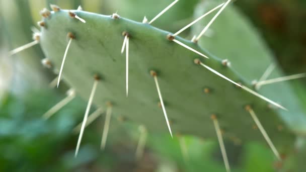 Exotische Pflanzen. Nahaufnahme eines stacheligen Kaktus. 4k — Stockvideo