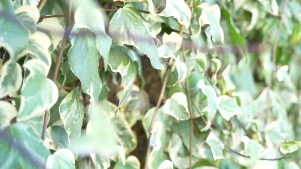 4k Mur de feuilles de lierre vert. Stock background. le vent déplace les feuilles. Mouvement lent 
