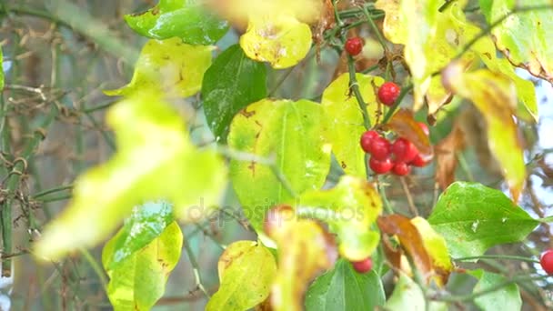 Une branche de shisandra avec des baies rouges et des feuilles. 4k, gros plan. une goutte d'eau tombant d'une baie rouge. Mouvement lent — Video