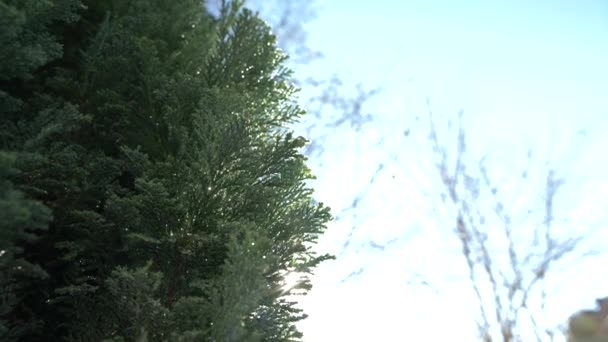 Nahaufnahme des Sonnenlichts, das durch die Äste der mediterranen Zypresse reflektiert wird, vom Wind geblasen, 4k, Zeitlupe — Stockvideo
