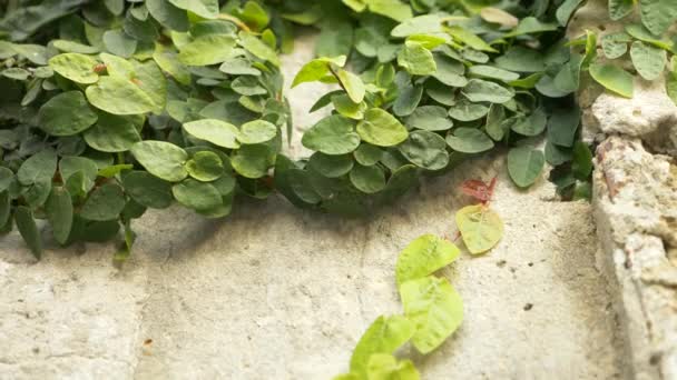 Green ivy on the wall. 4k, slow motion — Stock Video