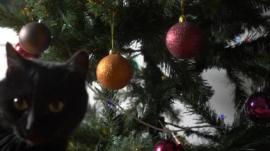 Noel tree.4k, ağır çekim üzerinde süsleme ile oynarken sevimli siyah kedi