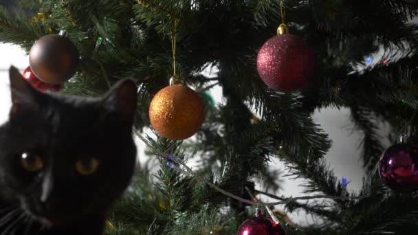 Söt svart katt leker med prydnad på jul tree.4k, Slowmotion — Stockvideo