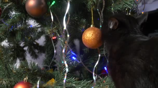 Lindo gato negro jugando con adorno en árbol de Navidad.4k, cámara lenta — Vídeo de stock
