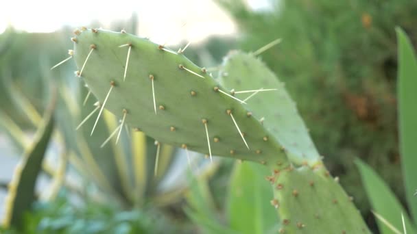 Exotiska växter. Närbild på en taggig kaktus. 4k — Stockvideo