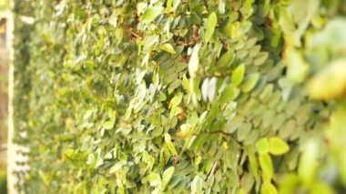 Yeşil sarmaşık duvar. 4k, ağır çekim