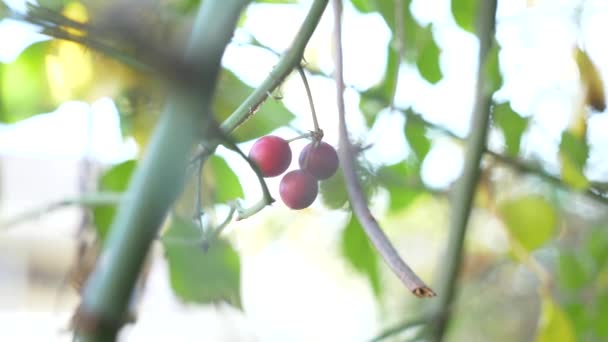 A branch of shisandra with red berries and leaves. 4k, close-up. a drop of water falling from a red berry. Slow motion — Stock Video