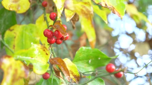 Une branche de shisandra avec des baies rouges et des feuilles. 4k, gros plan. une goutte d'eau tombant d'une baie rouge. Mouvement lent — Video