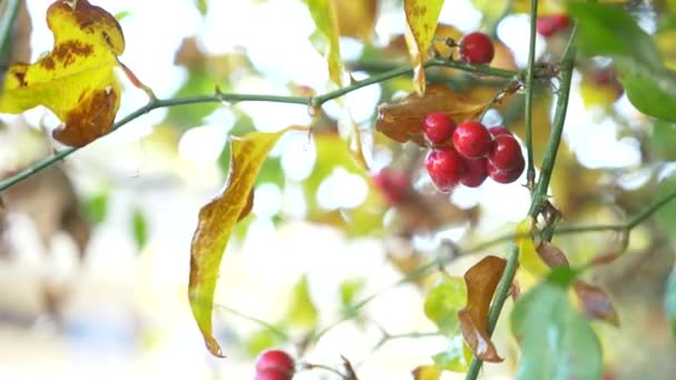 Un ramo di shisandra con bacche rosse e foglie. 4k, primo piano. una goccia d'acqua che cade da una bacca rossa. Rallentatore — Video Stock