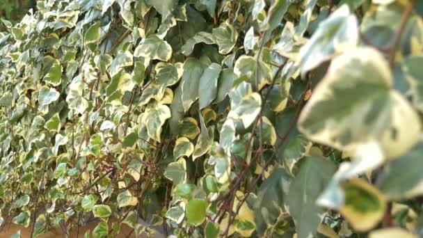 4k Mur de feuilles de lierre vert. Stock background. le vent déplace les feuilles. Mouvement lent — Video