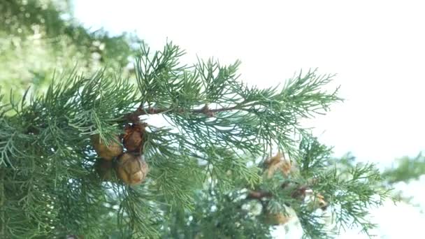 Крупним планом вид середземноморських шишок кипарисових дерев, підірваних вітром, 4k, повільний рух — стокове відео