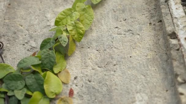 Zelený břečťan na zdi. 4k, pomalý pohyb — Stock video
