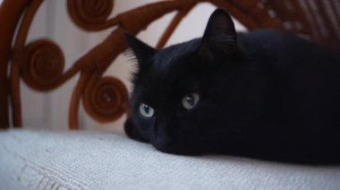 siyah kedi yakın, 4k