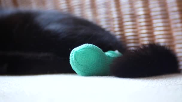Хвора кішка з бинтами, на дивані. крупним планом, 4k — стокове відео