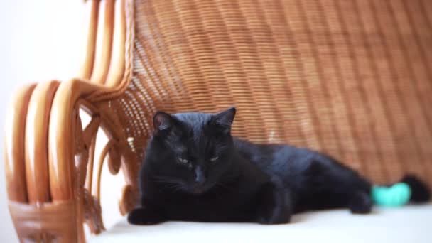 生病的猫与绷带, 在沙发上。关闭-4k — 图库视频影像