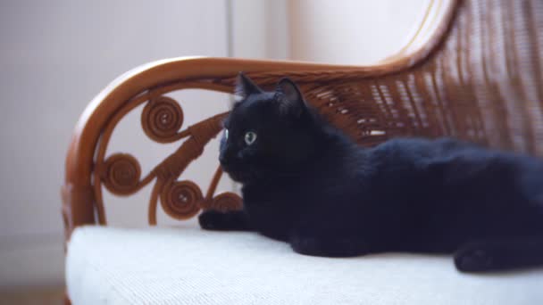 Černá kočka zavřít nahoru, 4k — Stock video