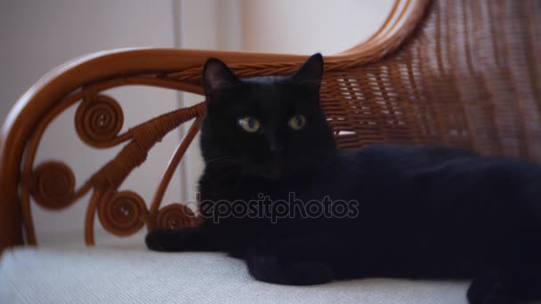 Zwarte kat dicht omhoog, 4k — Stockvideo