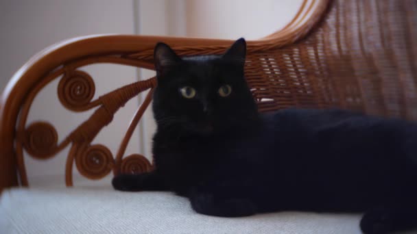 Черная кошка крупным планом, 4k — стоковое видео