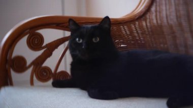 siyah kedi yakın, 4k