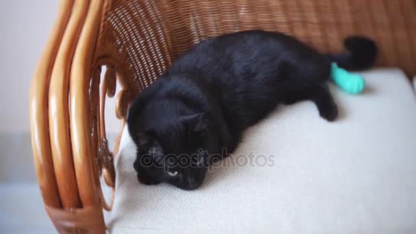 Beteg macska kötszerek, a kanapén. Közelkép, 4k — Stock videók
