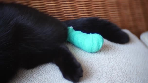Sjuk katt med bandage, på soffan. närbild, 4k — Stockvideo