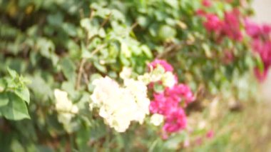 Beyaz ve pembe çiçekler Begonvil ağaç tropikal Park, 4k, bulanıklığı