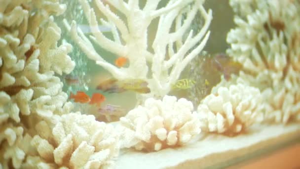 Pięknie zaprojektowane akwarium. koralowców i ryb akwariowych. 4k — Wideo stockowe
