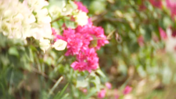 Flores blancas y rosadas de Bougainvillea en el Parque Tropical, 4k, desenfoque — Vídeos de Stock