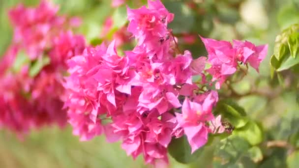 Fleurs roses de Bougainvillier dans le parc tropical, 4k, flou — Video