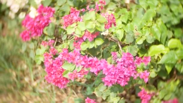 Pembe çiçekler, Begonvil ağaçta tropikal Park, 4k, bulanıklık — Stok video