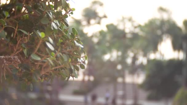 Close-up de um ramo com folhas verdes em um fundo de bokeh macio desfocado Park e pessoas ambulantes. Rua pedonal com grupos irreconhecíveis de transeuntes. 4k — Vídeo de Stock