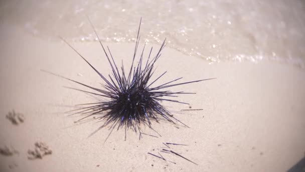 Svart Longspine Urchin, med brutna nålar i sanden på stranden. närbild, 4k, slow motion — Stockvideo