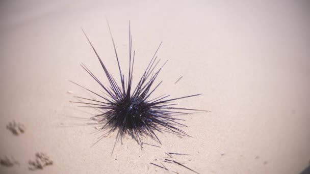 浜辺の砂に壊れた針の黒 Longspine ウニ。クローズ アップ、4 k、スローモーション — ストック動画