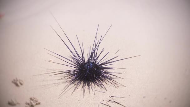 Svart Longspine Urchin, med brutna nålar i sanden på stranden. närbild, 4k, slow motion — Stockvideo