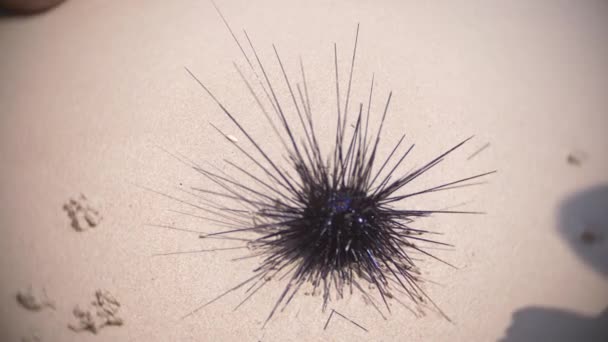 Schwarzer Seeigel mit abgebrochenen Nadeln im Sand am Strand. Nahaufnahme, 4k, Zeitlupe — Stockvideo