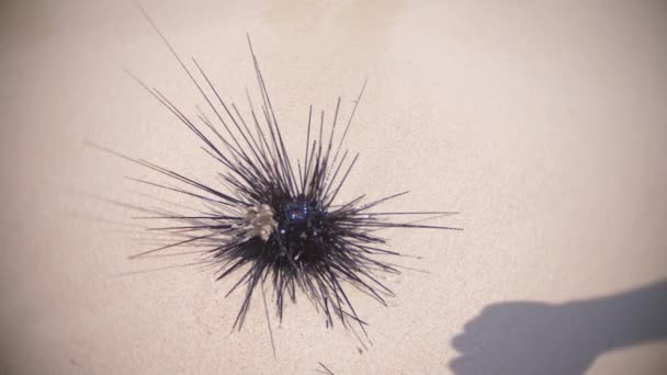 Черный длинноспинный Урчин, со сломанными иглами на песке на пляже. крупный план, 4k, замедленная съемка — стоковое видео