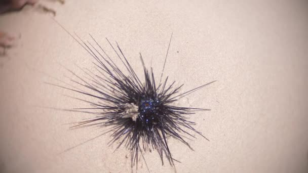 Nero Longspine Urchin, con aghi rotti sulla sabbia sulla spiaggia. primo piano, 4k, rallentatore — Video Stock