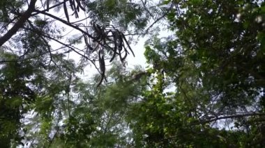 Vahşi bir ormandaki bir ağaç dalı Asya maymun. 4k, ağır çekim