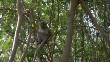 Vahşi bir ormandaki bir ağaç dalı Asya maymun. 4k, ağır çekim