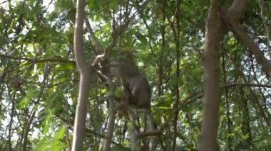 Vahşi bir ormandaki bir ağaç dalı Asya maymun. 4k, ağır çekim